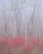 Redbud In Fog Poster Print by William Neill - Item # VARPDXWN274
